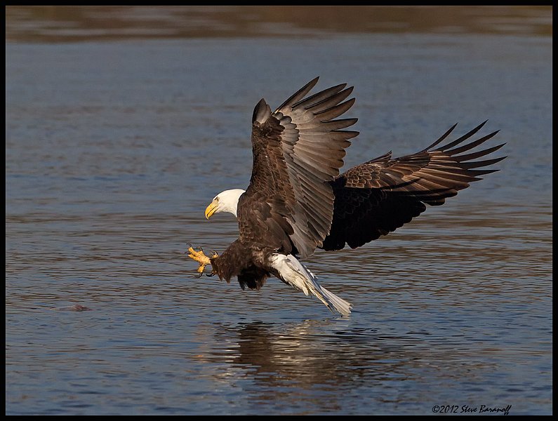_2SB8962 bald eagle.jpg